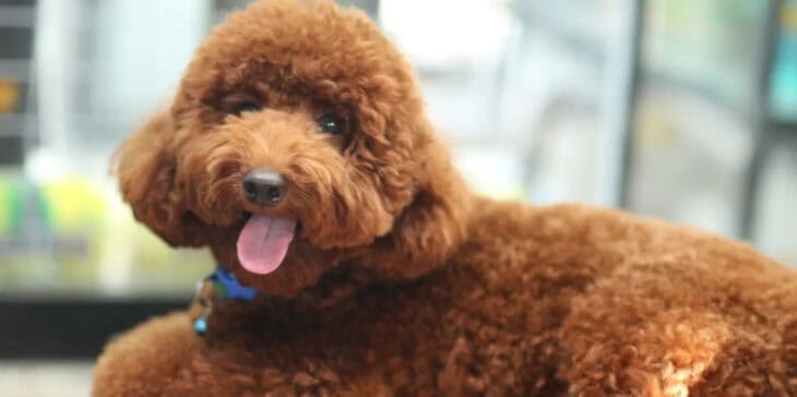 All You Need to Know About Pet Adoption Scams