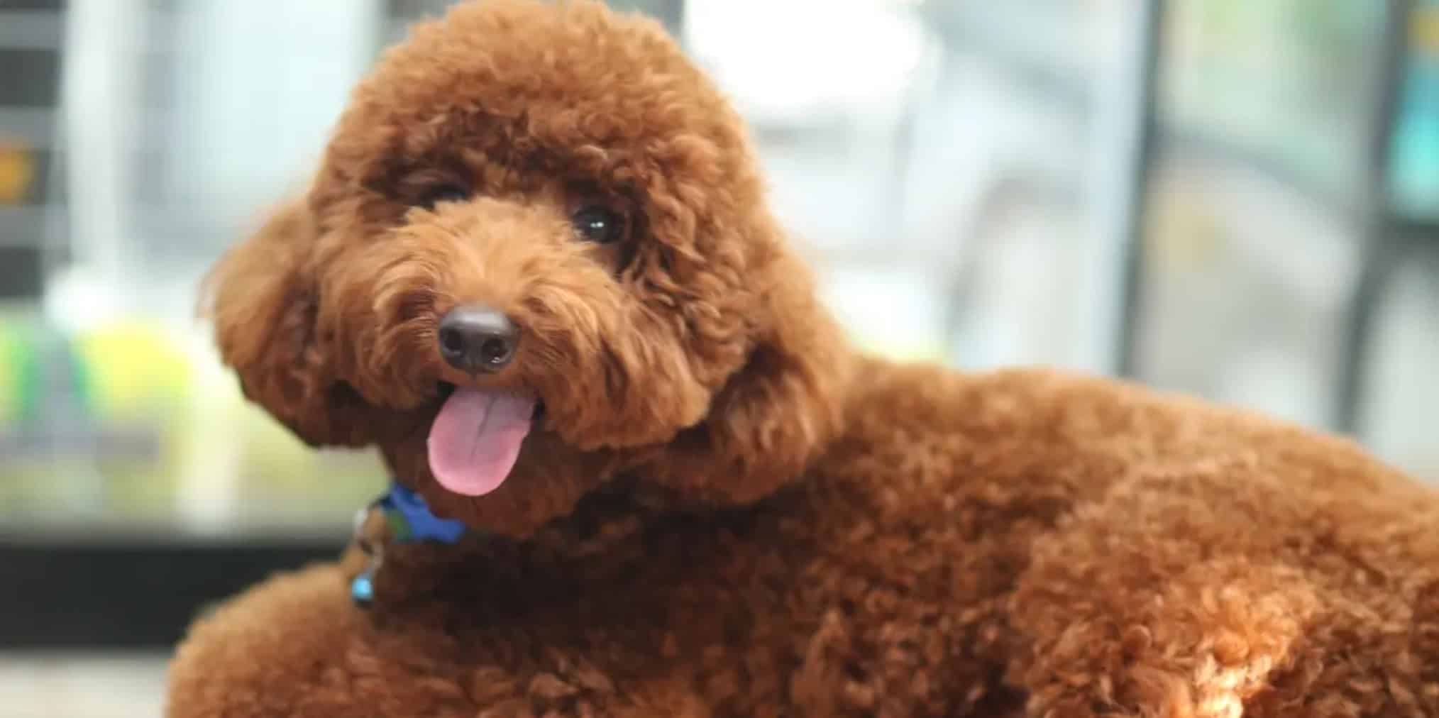 All You Need to Know About Pet Adoption Scams