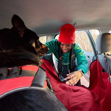 Dog wearing red harness being put in the car
